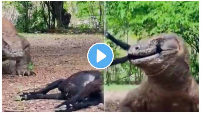 komodo-dragon-swallows-a-full-goat-in-just-few-seconds-video-goes-viral